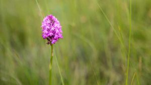 orchidée sauvage causse de sauveterre