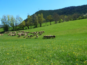 brebis gîte à la ferme lou mountet