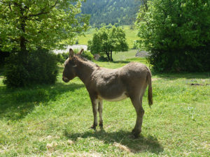 âne ferme du montet