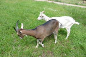 Chèvres ferme du Montet.