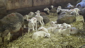 Les agneaux de la ferme du Montet