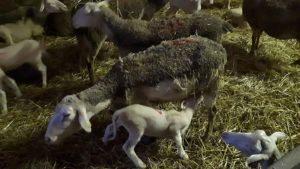 les animaux de la ferme du montet