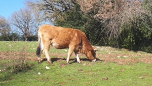 Les vaches Aubrac