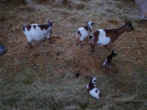 Les chèvres de la ferme du Montet