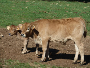 Les veaux de la ferme lou troupel web